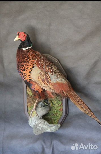Фазан охотничий таксидермия чучело птиц охота