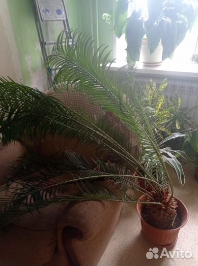 Комнатные растения цветы