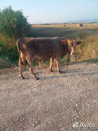 Продам Бычков