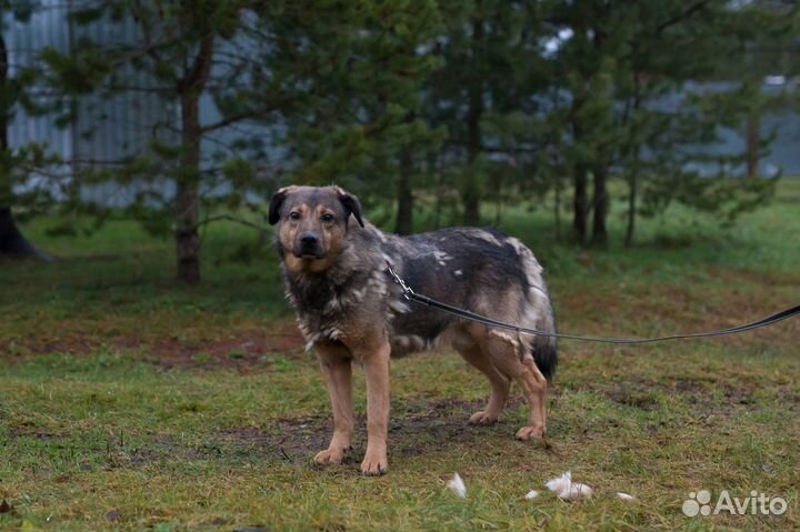 Отдам в добрые руки