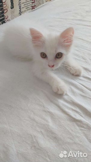 Милые кошечки в добрые руки