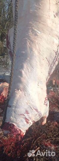 Мясо телятина