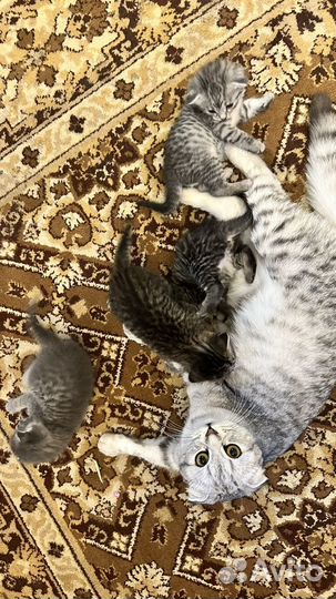 Шотландская вислоухая котята