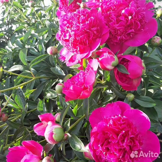 Продаю Садовые и комнатные растения