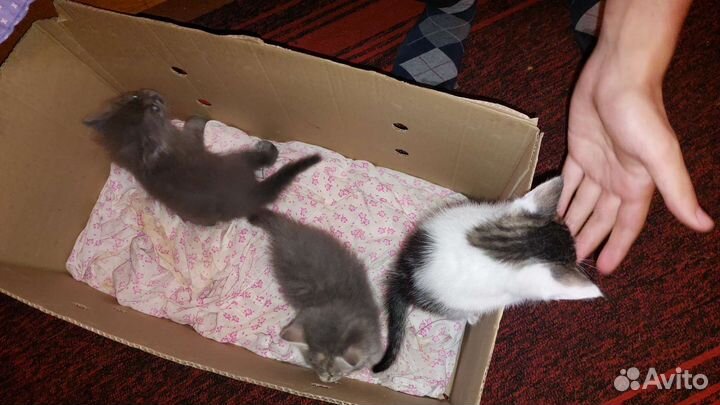 Кошки в добрые руки бесплатно