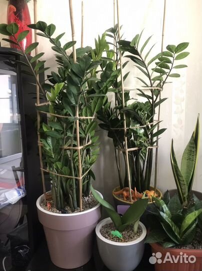 Замиокулькас