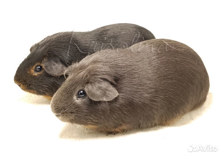 Свинка морская 2 самца