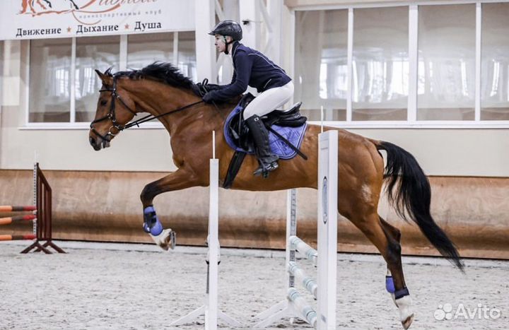 Занятия по верховой езде / лошадь в аренду