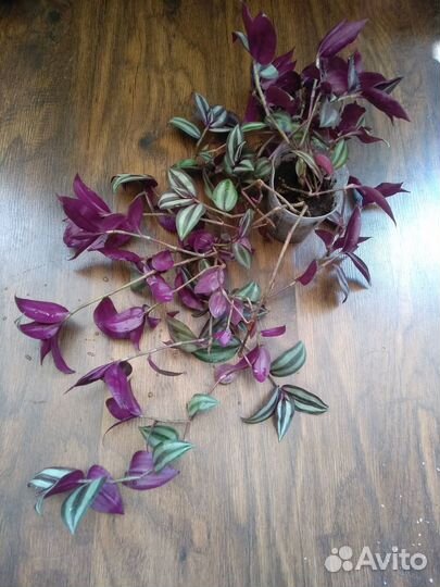 Традесканции