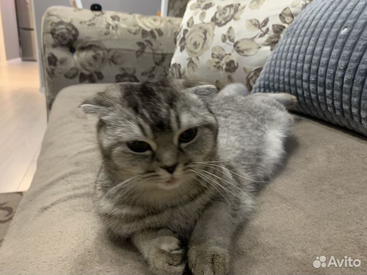 Шатланска кошка