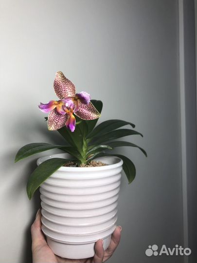 Орхидея Joy Fairy Tale