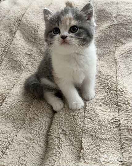 Шотландские прямоухие котята