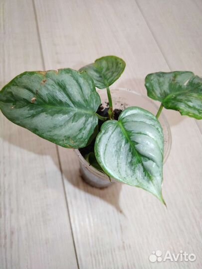 Филодендроны сортовые