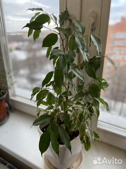 Бенджамина фикус