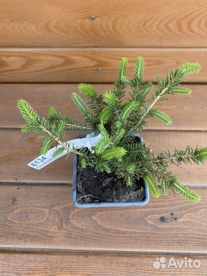 Ель обыкновенная Нидиформис