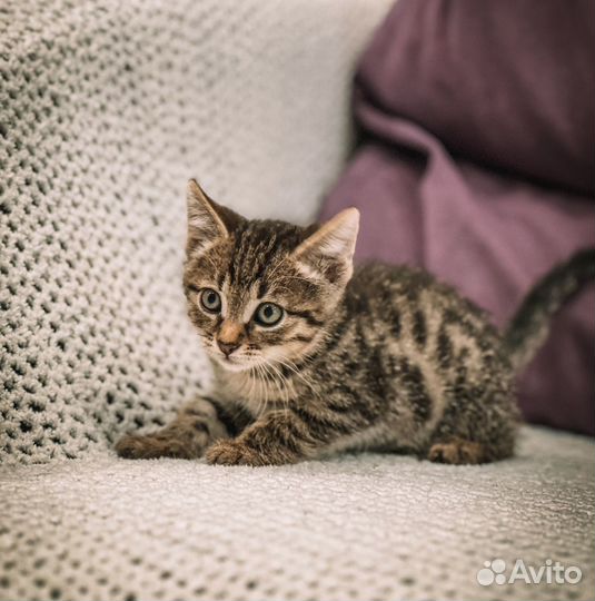 Котенок в добрые руки