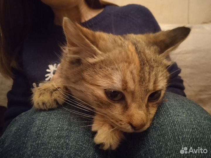 Отдам кошечку 5 месяцев