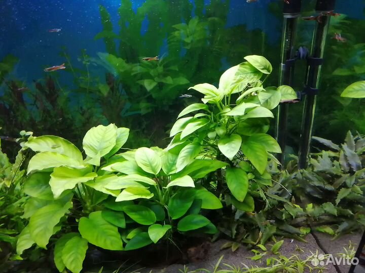 Готовый аквариум