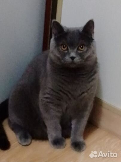 Отдам кошку в добрые руки