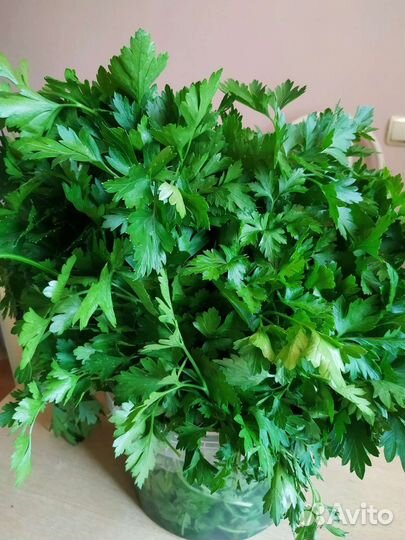 Укроп свежий, петрушка