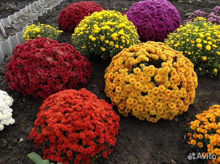 Хризантемы мультифлора