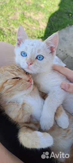 Котик в добрые руки бесплатно