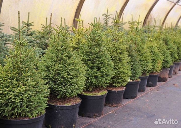 Ель новогодняя