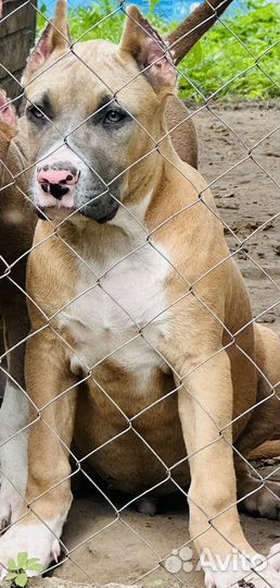 Американский булли XL