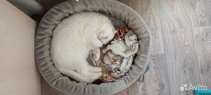 Котик шотландский вислоухий белый