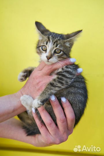 Котята в добрые руки мальчик