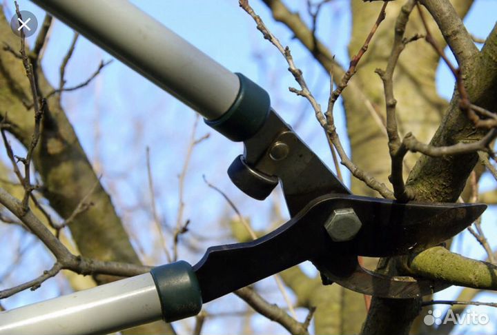 Обрезка плодовых деревьев