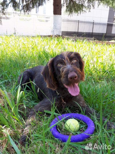 Дратхаар в добрые руки