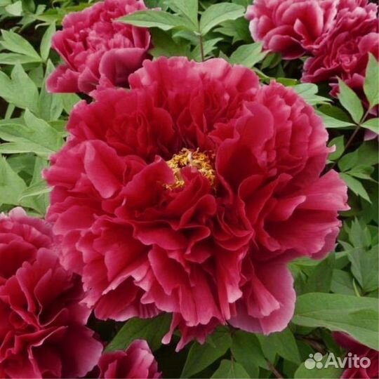 Пион сортовой пионы сортовые