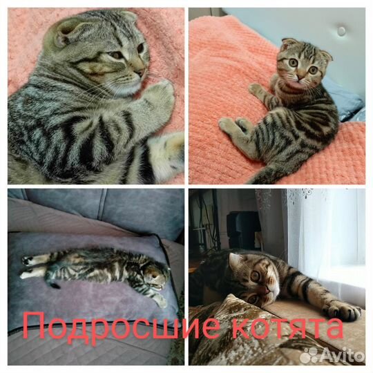 Шотландские котята