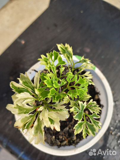 Полисциасы 10 сортов