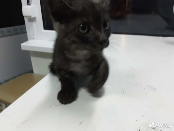 Кошка в дар бесплатно