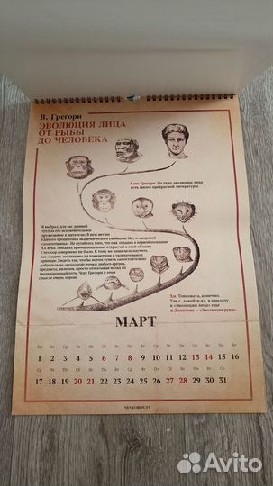 Календарь развития Невзоров