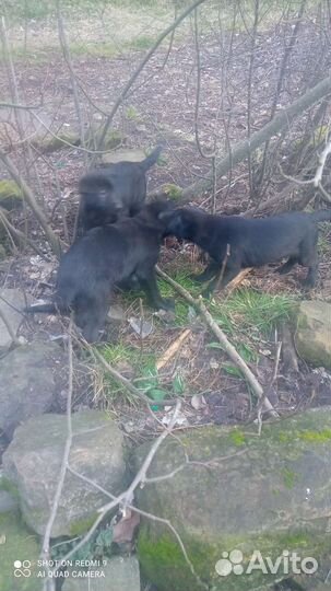 Щенки дворняги