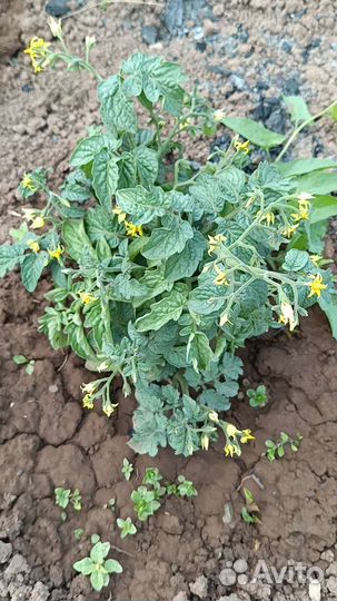 Рассада помидор черри