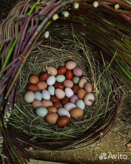 Инкубационные яйца разноцветные,куры
