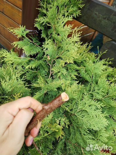 Туя Брабанта черенки