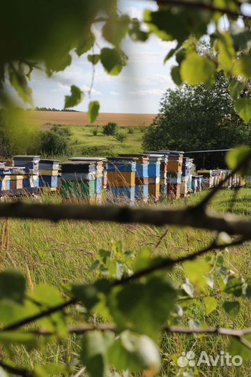 Матка Карника - 10 шт