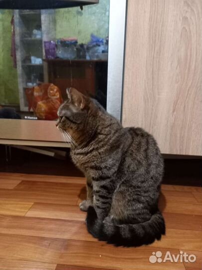 Кошка 1,5 года