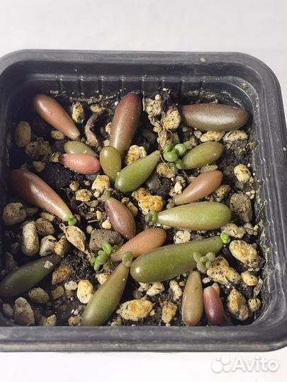 Суккулент. Седум Шталля