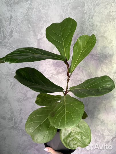 Фикус лирато колумнарис