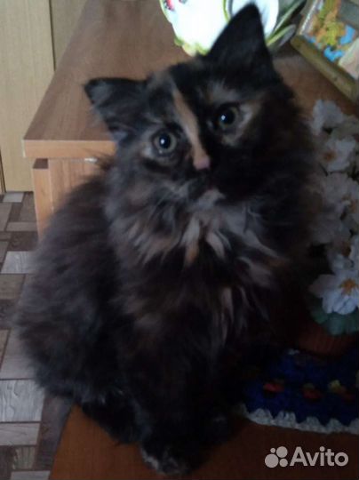 Сибирская кошка