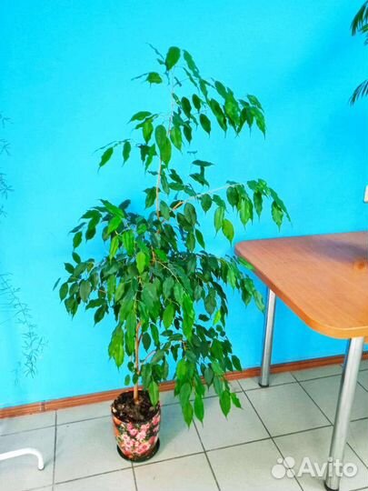 Декоративные растения в горшке