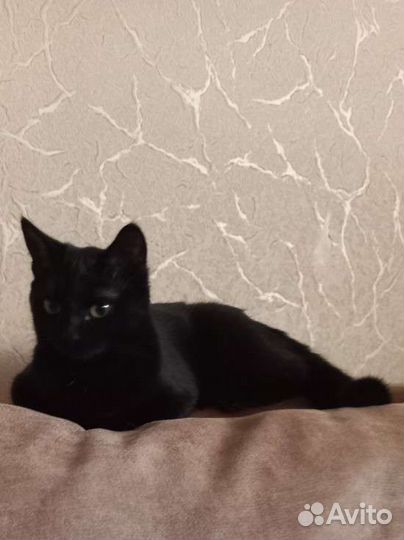 Кошка на вязку