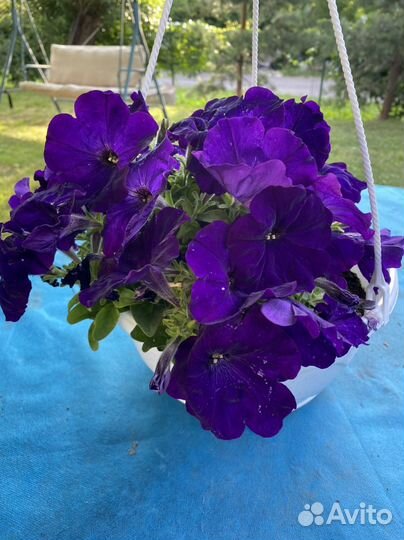 Петуния ампельная в кашпо