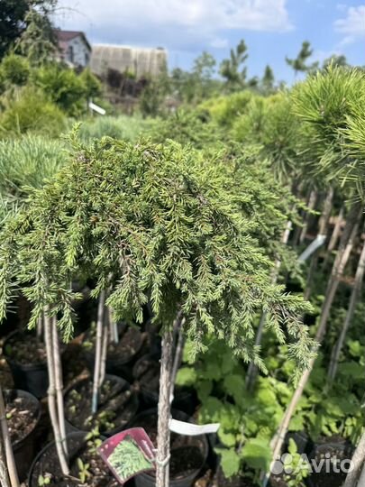 Сосна на штамбе